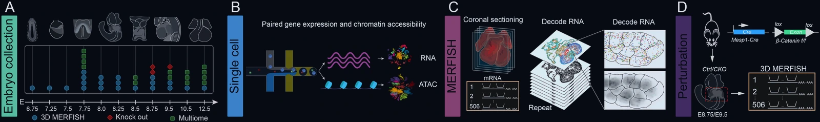 The four parts of the resource: embryo collections from E6.75 to E12.5; paired single-cell measurements of RNA and chromatin accessibility; coronal sectioning decoded into 3D MERFISH; and conditional knockout embryos profiled the same way.