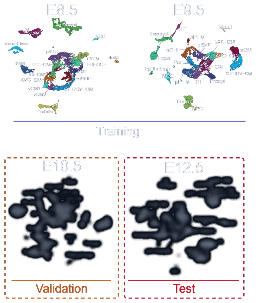 Task 1 from the competition proposal: single-cell UMAPs at E8.5 and E9.5 as training, each coloured and labelled by cell type, above dashed boxes marking the validation target E10.5 and the hidden test target E12.5.