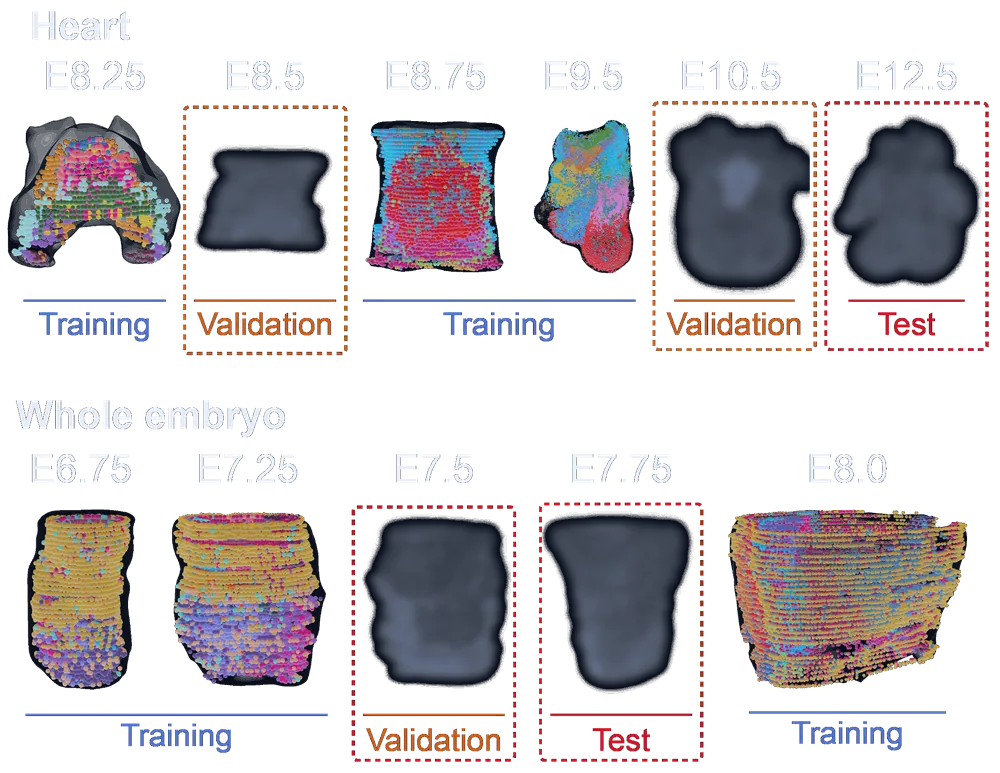 Task 2 from the competition proposal: 3D MERFISH point clouds of whole embryos and hearts at successive stages, with dashed boxes marking the held-out validation and test stages between and beyond them.