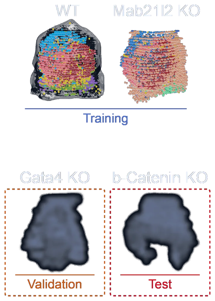 Task 3 from the competition proposal: 3D MERFISH point clouds of a wild-type embryo and a β-catenin knockout side by side, with dashed boxes marking the held-out knockouts used for validation and for the hidden test.